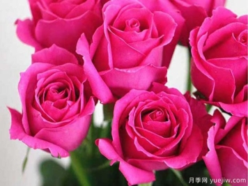 大桃红镭射月季的优缺点是什么？