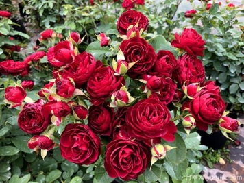 红色蕾丝月季Red Lace