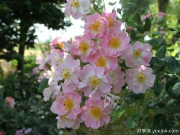 玛丽佩尔特月季