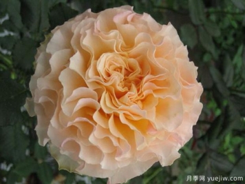 桃舞裙月季/桃色拉康帕内拉舞裙月季Campanella Peach