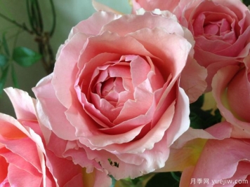 粉舞裙月季/粉色拉康帕内拉舞裙月季