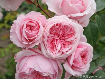 刁蛮公主月季/吻我凯特月季Kiss Me Kate