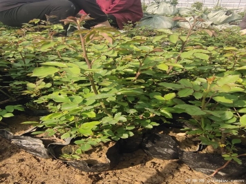 蓝色风暴月季杯苗4万盆发货河北