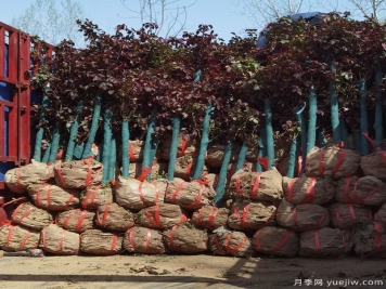 4公分精品树状月季发往甘肃绿化工地