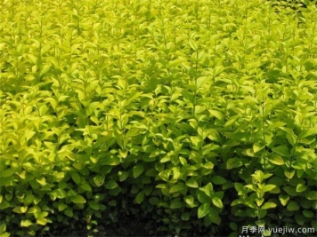 园林植物相生相克表，不要种在一起