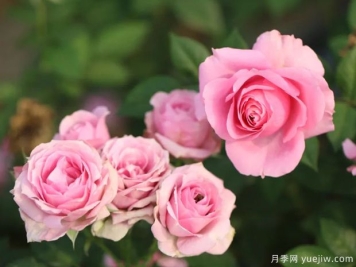 水瓶座月季Rose Terrazza Aquarius