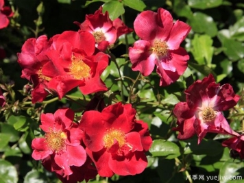 拉斯维利纪念月季