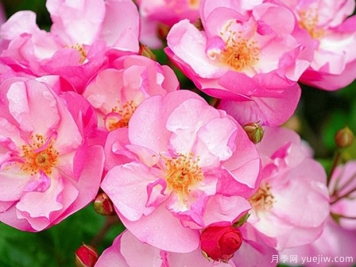 薰衣草玫迪兰月季/路易布莱里奥月季Lavender Meidiland