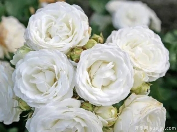 茨维尔格罗斯月季/雪吻月季