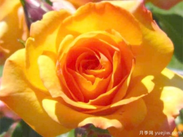 雷多瓦月季