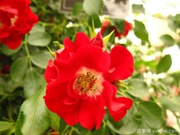 漫步的露西月季