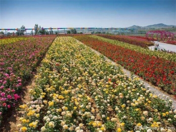 丰花月季与普通月季的区别？园林花坛喜欢用的特点