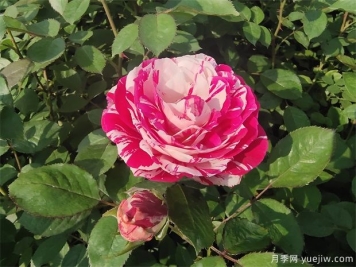 二年生节日礼花营养杯苗批发