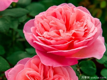 法国玫昂月季，品种汇集