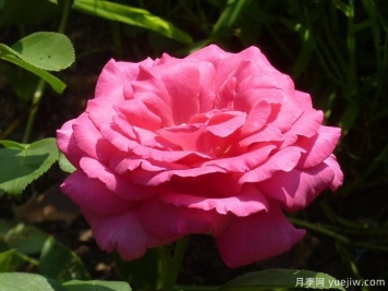 委拉斯凯兹月季