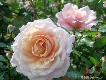 EVEcot月季