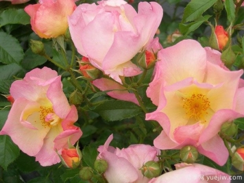 兰博威尔森月季/兰伯特威尔逊月季