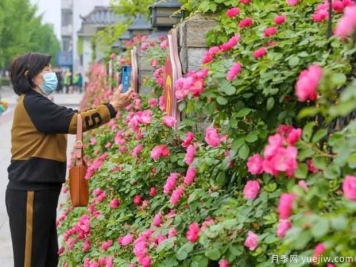 荆州月季应用和月季景观