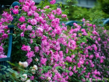 宁波月季应用和月季景观
