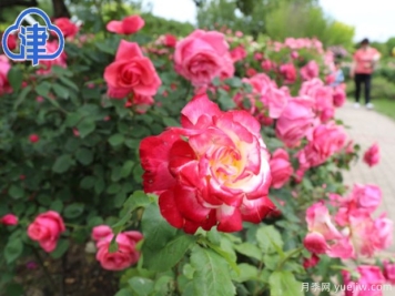 天津月季市花文化和月季景观