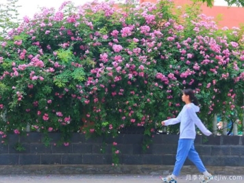 开封月季应用和月季景观