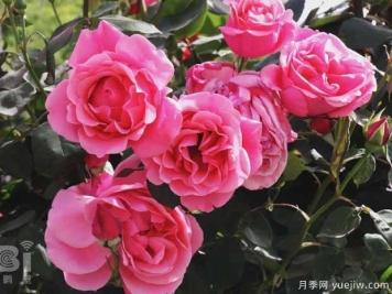 鹤壁月季应用和月季景观