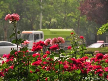 新乡月季应用和月季景观