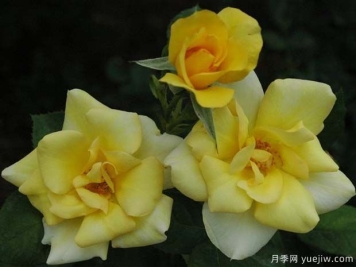 慈悲的朋友月季