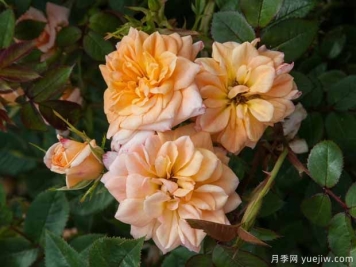 凯尔特蜂蜜月季