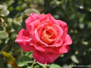 我们的红宝石月季