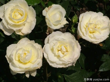 伍伦贡金月季/卧龙岗月季