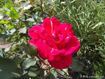 博帕尔火焰月季