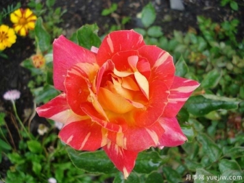 卡里比亚月季/哈里月季