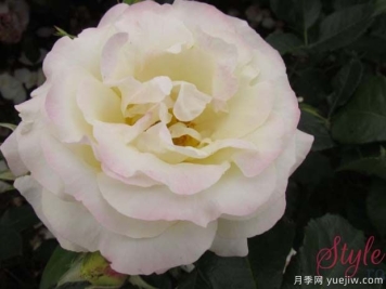银色庆典月季