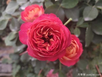 藤宝贝月季的优缺点是什么？