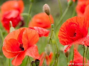 虞美人生长习性和养殖养护办法