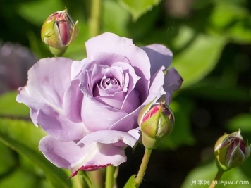 蓝色阴雨月季的优缺点是什么？和养护要点