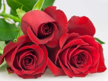 塞莫艾月季/萨姆拉衣月季/旅行者