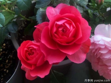 香奈儿阳台月季/香奈儿果汁