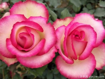 梦露月季的优缺点是什么？