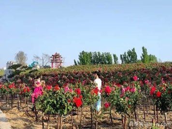 潍坊昌乐：西湖月季盛放期，五一假期花海来袭