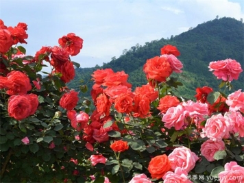 南阳市月季国家林木种质资源库，打造南阳月季甲天下