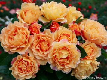 春夏交替气温升高，春植苗木新芽开始干枯回芽的处理措施？