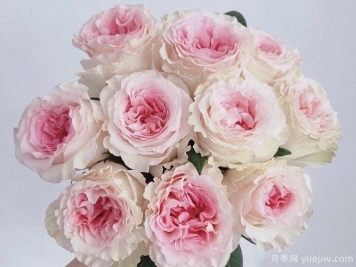 洛神月季的优缺点是什么？