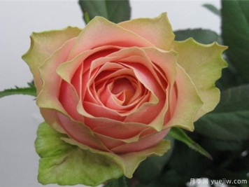 艾温妮月季/教父月季