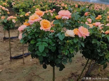 月季夏天浇水的正确方式是什么？