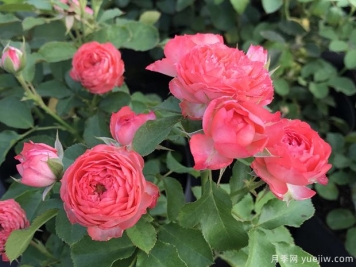 珊瑚宝石尤物月季