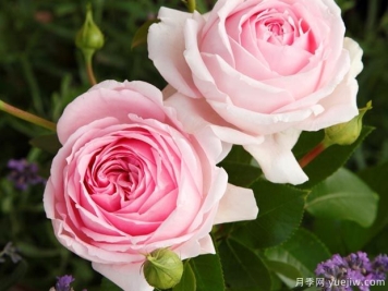 仙女泉月季/波浪月季