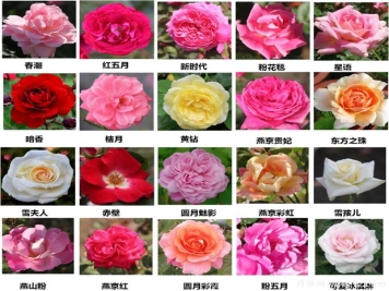 北京园科院自育月季万里挑一，提升北京城的气质与颜值