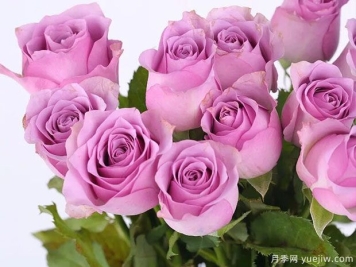 紫霞仙子月季的优缺点是什么？